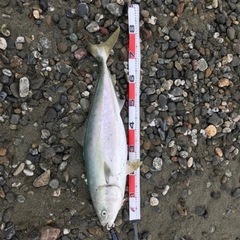 釣り仲間募集(´ᴖωᴖ｀)