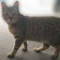 美猫兄妹のオス猫くんですฅ(^^ฅ) - 久留米市