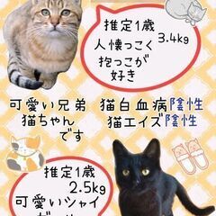 美猫兄妹のオス猫くんですฅ(^^ฅ) - 猫