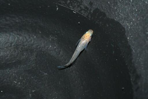 メダカ 白姫 ひかり体型 幼魚 6匹