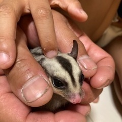 モモンガ　♂♀ - 高砂市