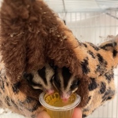 モモンガ　♂♀