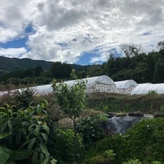 山鹿市小坂　サツマイモの苗運び