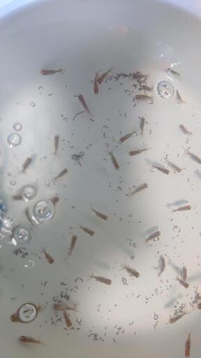 金魚 稚魚10匹 ２