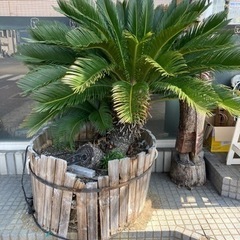 ソテツ