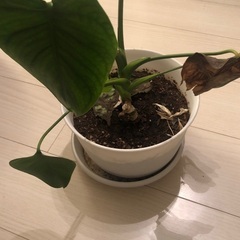 モンステラとカポック