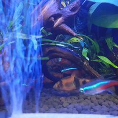 熱帯魚/メロンバルブ１匹　おまけ追加の画像