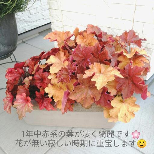お安く!!　ヒューケラ寄植え　観葉植物