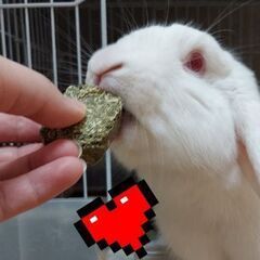 うさぎ　ロップイヤー