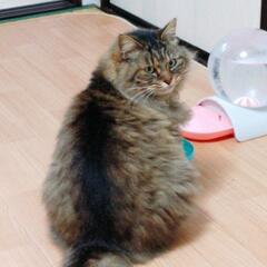 【一時停止中】姉妹猫 どちらも5歳です