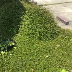 何人かの方に助けてもらいましたがなくなりきらなかったので【ワイヤ...