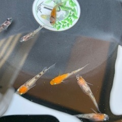 三色ラメ　3000円の画像