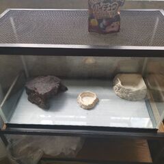 爬虫類　飼育　ゲージ　セット　トカゲ