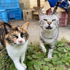 ミケ(母猫推定5歳)、サバトラ(娘2歳)