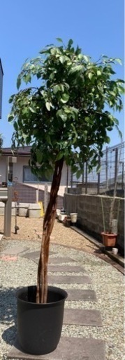 値下げ　人口観葉植物　ベンジャミン　大きい　天然木使用
