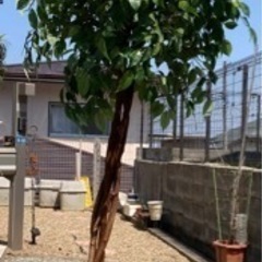 値下げ　人口観葉植物　ベンジャミン　大きい　天然木使用