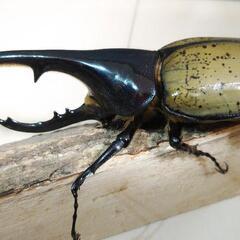 DHヘラクレス オオカブト 成虫ペア