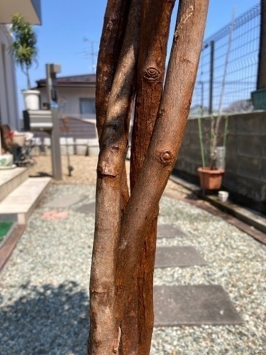 値下げ　人口観葉植物　ベンジャミン　大きい　天然木使用