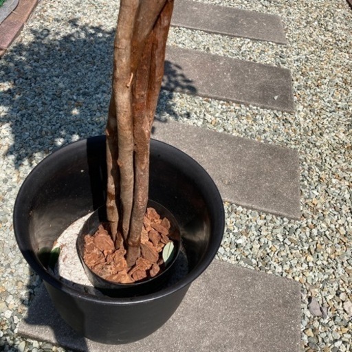 値下げ　人口観葉植物　ベンジャミン　大きい　天然木使用