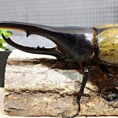 DHヘラクレス オオカブト 成虫 オス単体