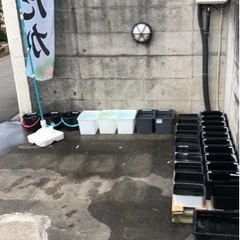 めだか販売