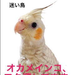 迷い鳥　オカメインコ探してます！！