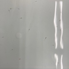 メダカ(サンセット極龍)針子10匹