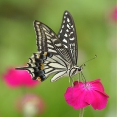 アゲハ蝶　卵や幼虫など育ててみたい方