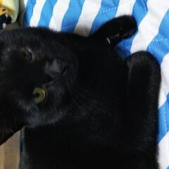 黒猫 ♂ 五歳