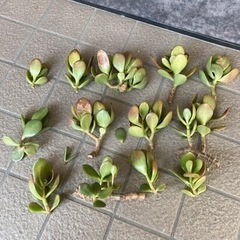金のなる木　カット苗　観葉植物　多肉植物