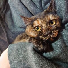 里親決まりました。　サビ猫　推定8〜9ヶ月　メス