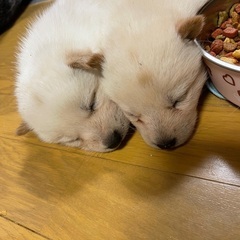 北海道犬の子供