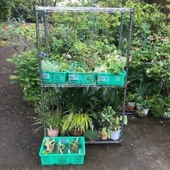 増えた植物の特別価格での販売になります。