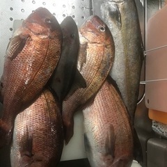 釣り堀メンバーさん、募集してます