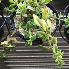観葉植物　　多肉植物　ベビーサンローズ2