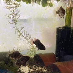 オヤニラミの幼魚