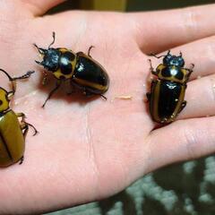 メンガタクワガタ 成虫 1♂3♀ メンガタメリーの画像