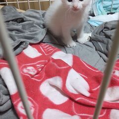 双子の兄弟猫ちゃんです