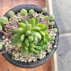 ☆多肉植物　子だくさんセンペルビウム（品種名不明）