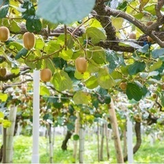 🥝キウイ始めました〜‼️(^^)🥝の画像
