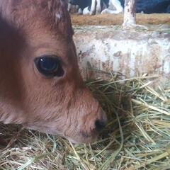 牧場*͛🐮⋆͛研修生募集中の画像