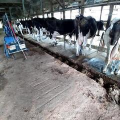 牧場*͛🐮⋆͛研修生募集中の画像