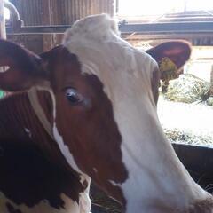 牧場*͛🐮⋆͛研修生募集中の画像