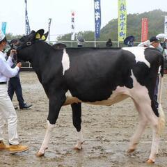 牧場*͛🐮⋆͛研修生募集中の画像