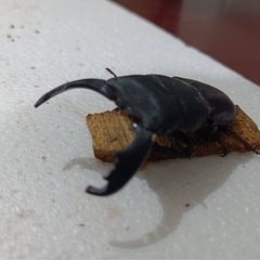 スラウェシオオヒラタクワガタ　オス単