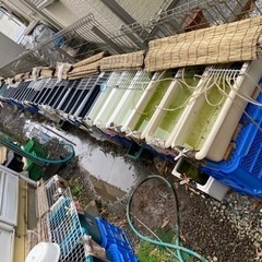７月13日日曜日めだか販売1000円均一SALEラスト販売かも…の画像