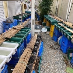 ７月13日日曜日めだか販売1000円均一SALEラスト販売かも…の画像