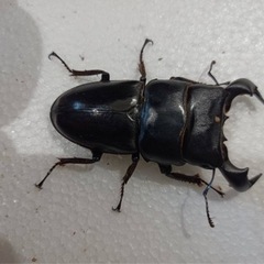 ダイオウヒラタクワガタ　オス単