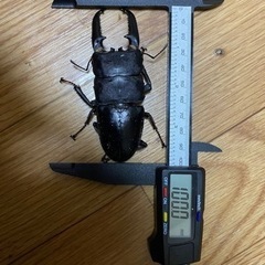 パラワンオオヒラタクワガタ成虫ペア