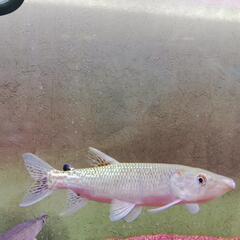 アフリカンパイクカラシン25cmの画像